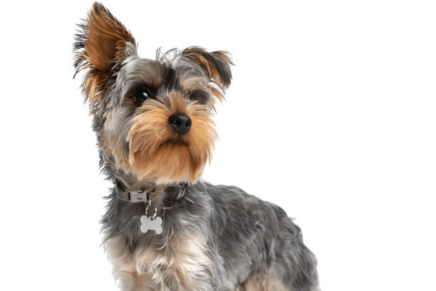 what are the benefits of raw food for dogs